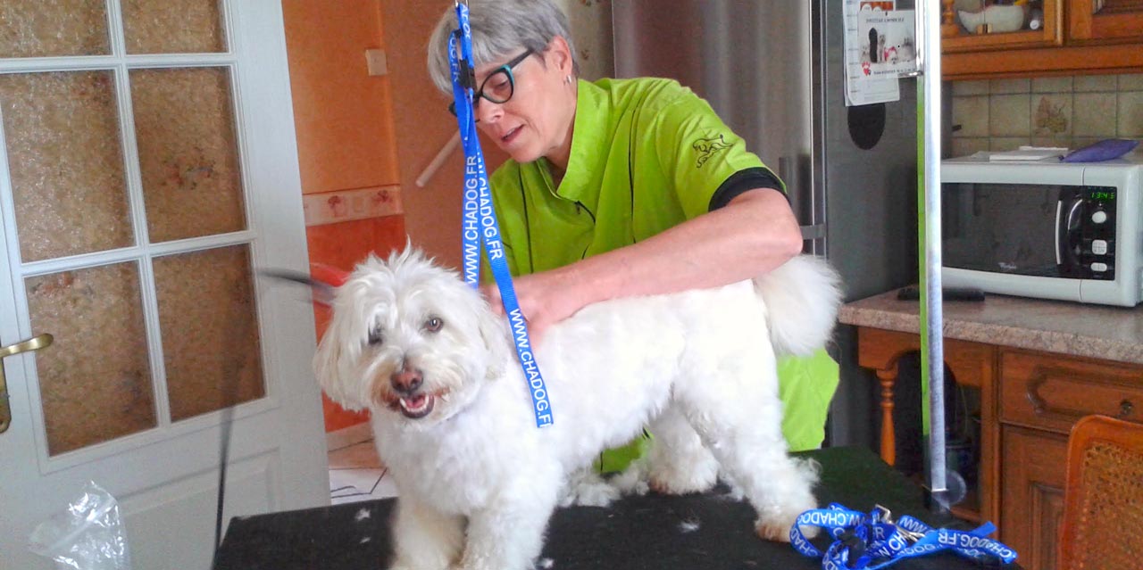 Toilettage et coiffure d'un caniche à domicile