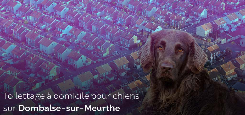 Toilettage pour chien sur Dombalse sur Meurthe